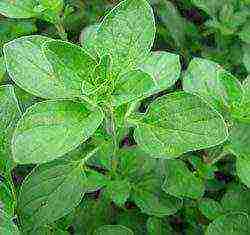 how to grow marjoram at home