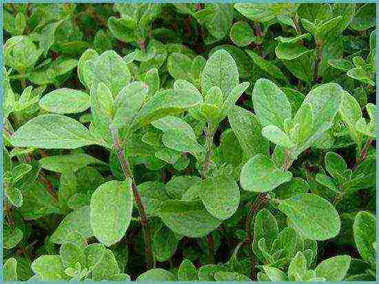 how to grow marjoram at home