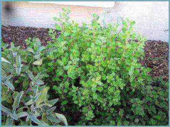 kung paano palaguin ang marjoram sa bahay