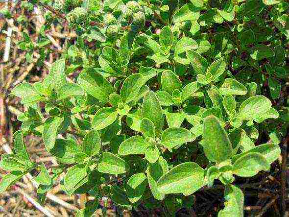 how to grow marjoram at home