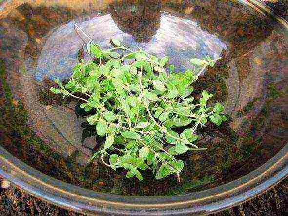 how to grow marjoram at home