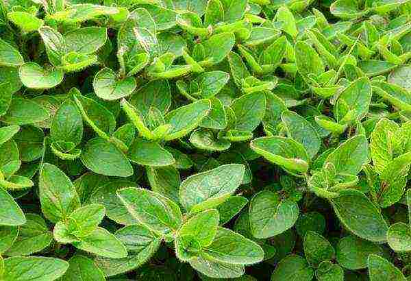 how to grow marjoram at home