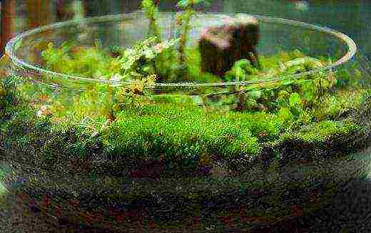 how to grow mosses at home