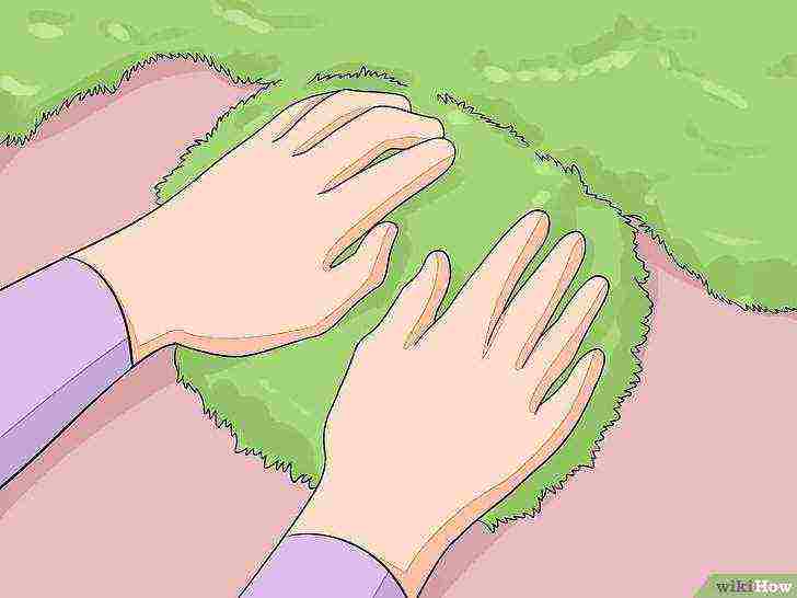 how to grow mosses at home