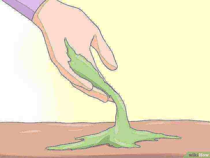 how to grow mosses at home