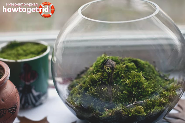 how to grow mosses at home