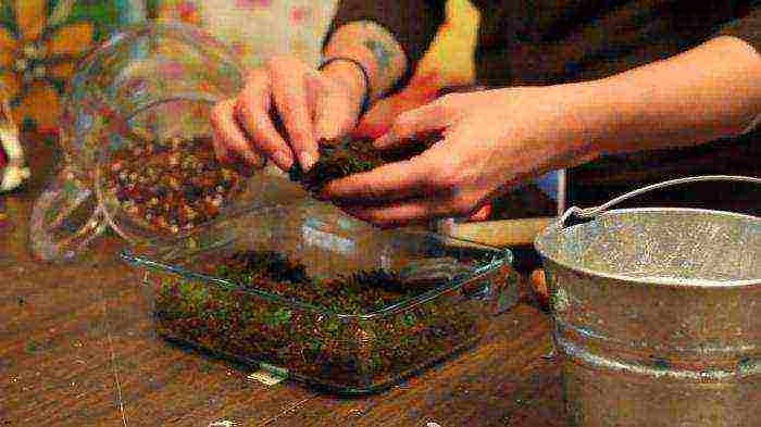 how to grow mosses at home