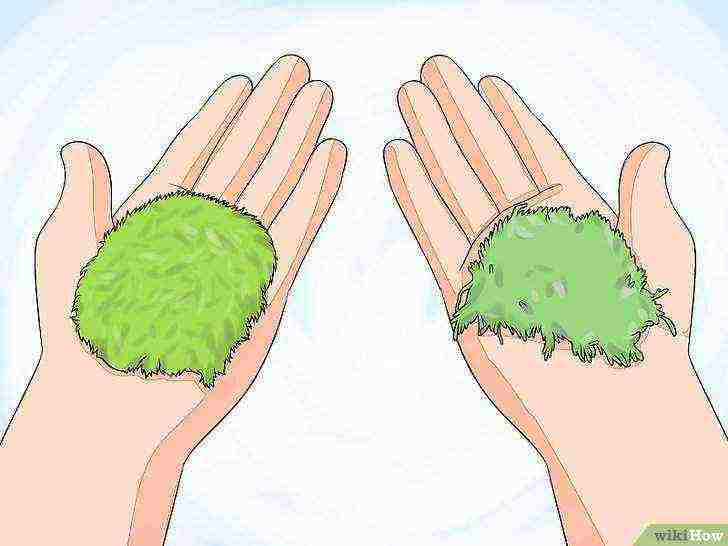 how to grow mosses at home