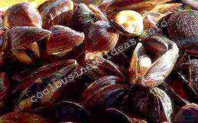 how to grow mussels at home