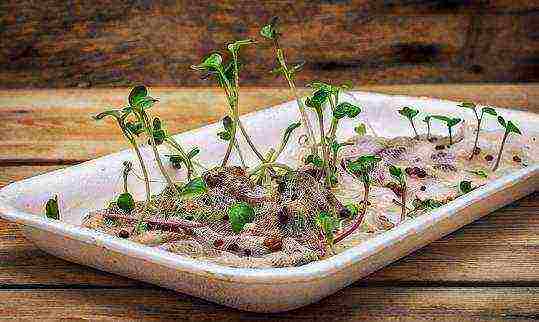 kako uzgajati mikrozelene kod kuće