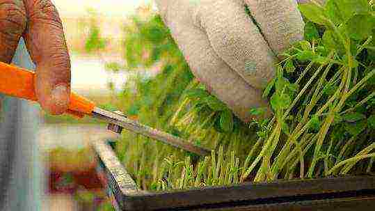 kung paano palaguin ang mga microgreens sa bahay