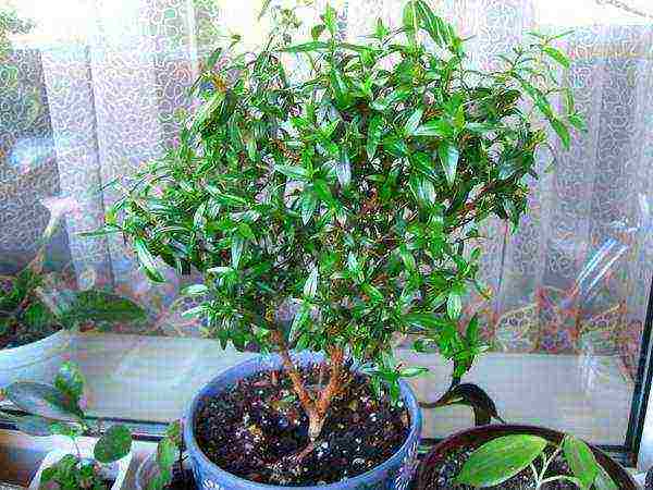 how to grow myrtle at home