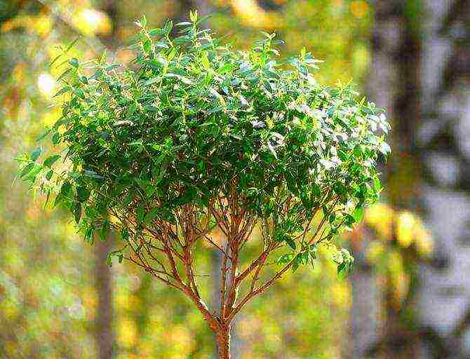 how to grow myrtle at home