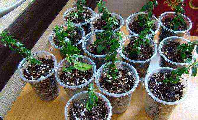 how to grow myrtle at home