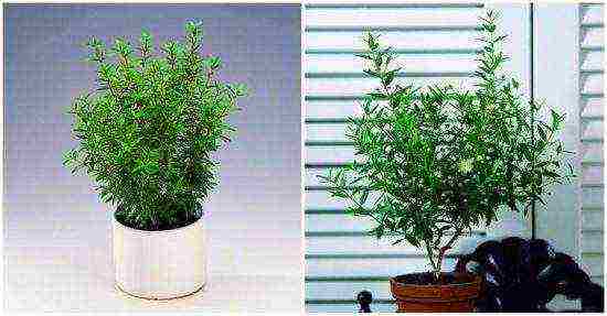 how to grow myrtle at home