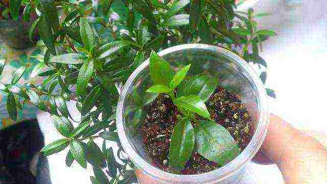 how to grow myrtle at home