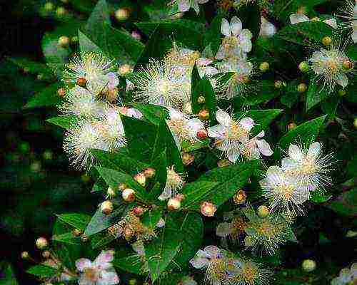 how to grow myrtle at home