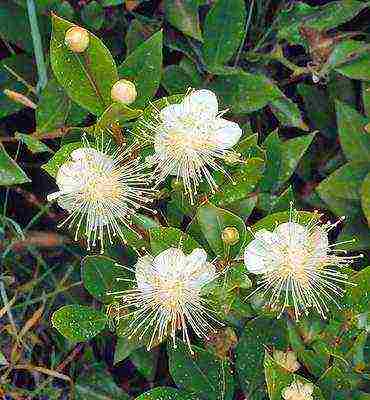 how to grow myrtle at home