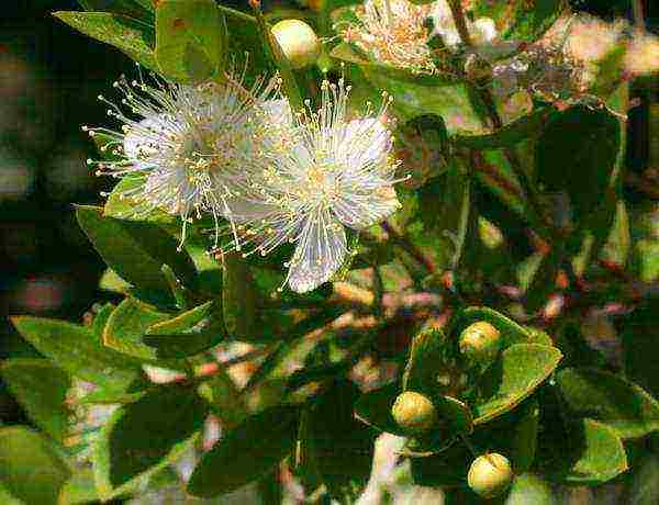 how to grow myrtle at home