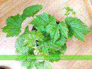 how to grow momordica at home