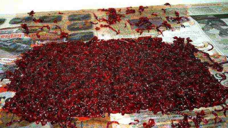 how to grow bloodworms at home