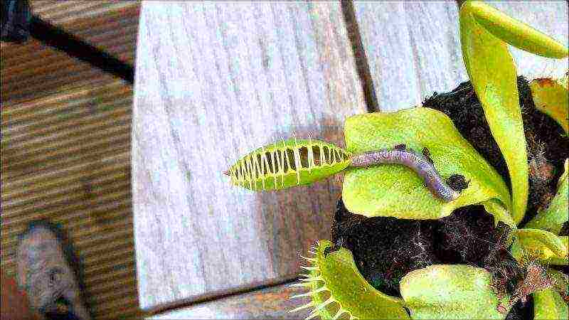 kung paano palaguin ang isang flycatcher sa bahay