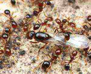 how to grow ants at home