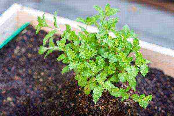 how to grow mint at home from seeds