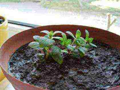 how to grow mint at home from seeds