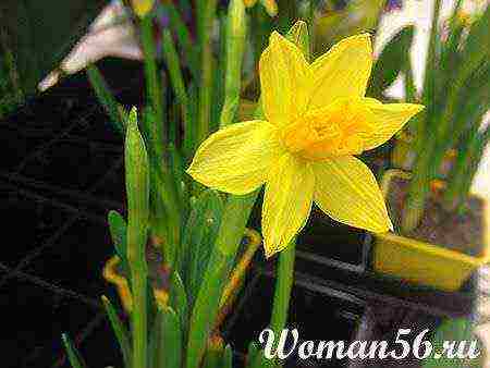 how to grow daffodils at home