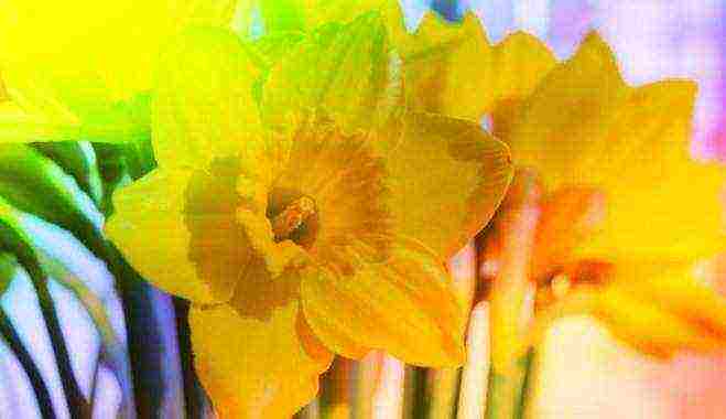 how to grow daffodils at home