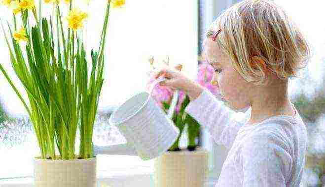 how to grow daffodils at home