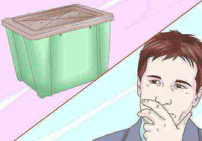 how to grow a dung worm at home