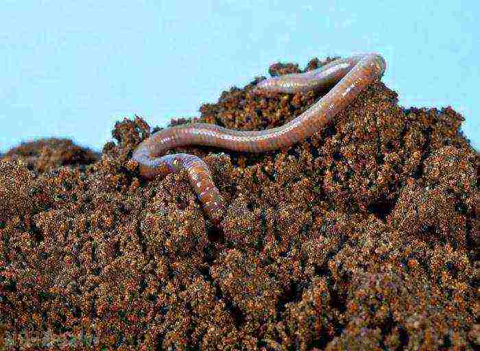 how to grow a dung worm at home