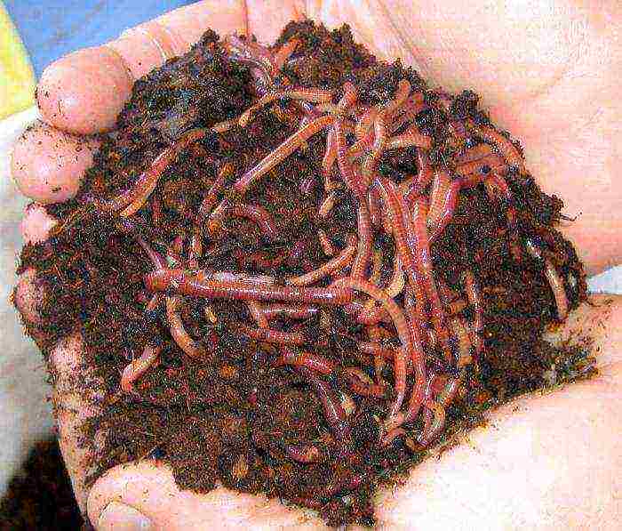 how to grow a dung worm at home
