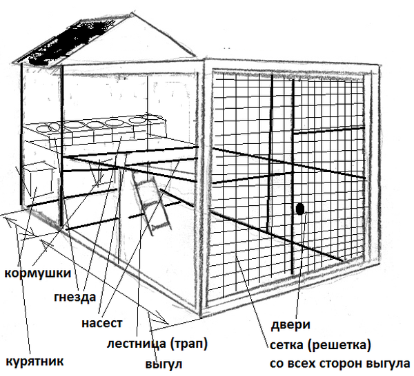 how to grow hens at home