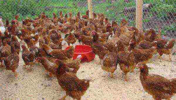 kung paano palaguin ang mga hen sa bahay