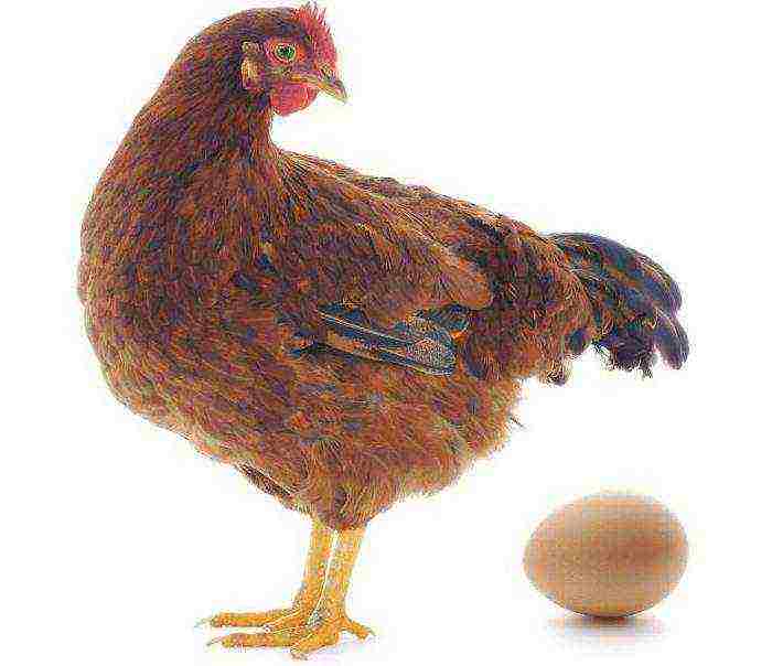 how to grow hens at home