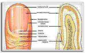 how to grow nails at home