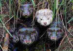 how to grow a mink at home