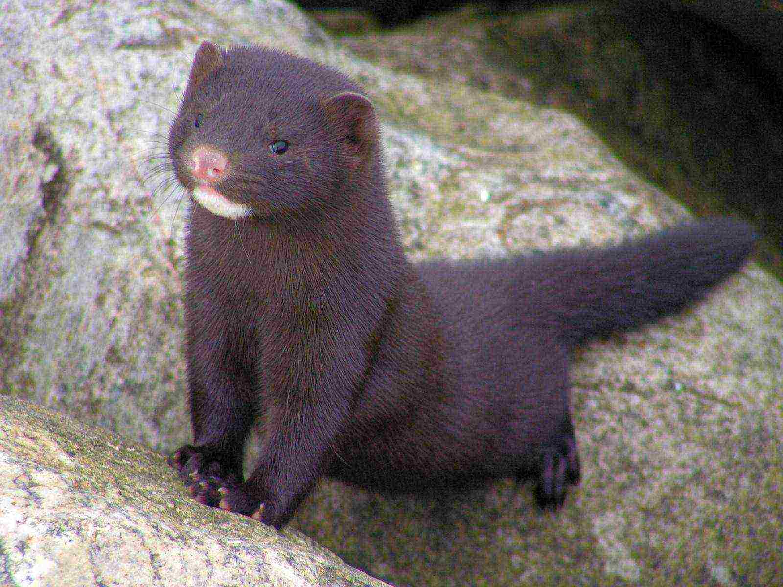 how to grow a mink at home