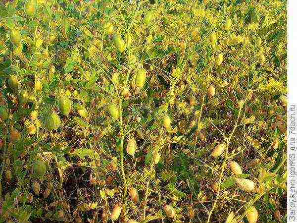 how to grow chickpeas at home