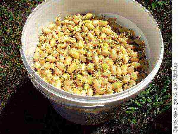 how to grow chickpeas at home