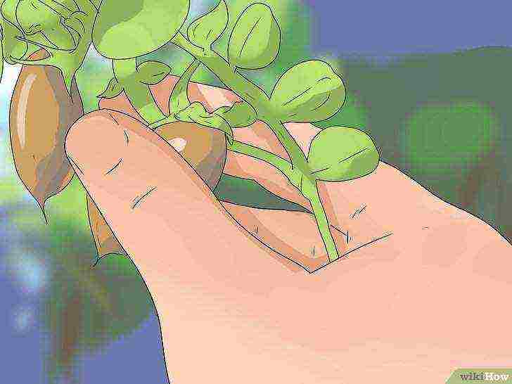 how to grow chickpeas at home