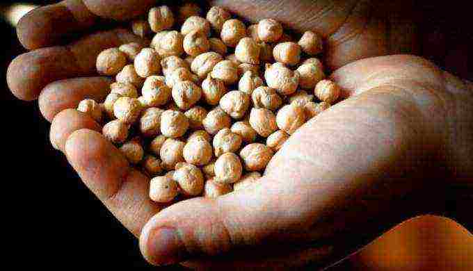 how to grow chickpeas at home