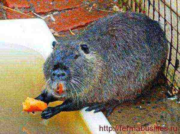 how to grow nutria at home