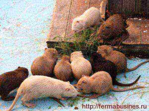 how to grow nutria at home