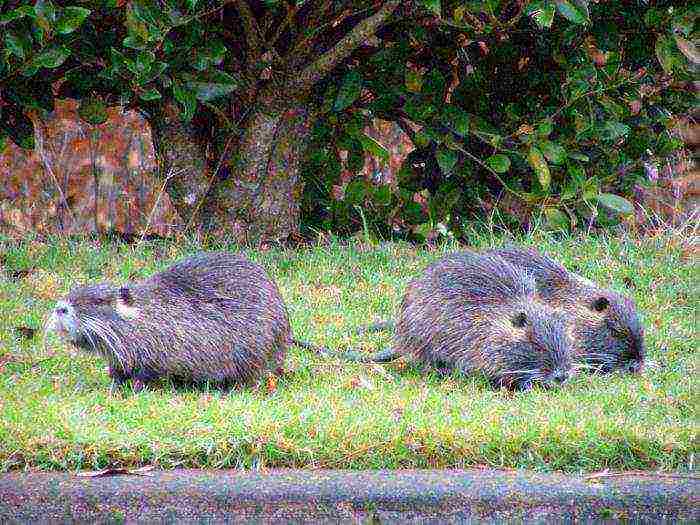 how to grow nutria at home