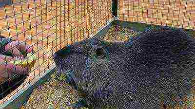 how to grow nutria at home