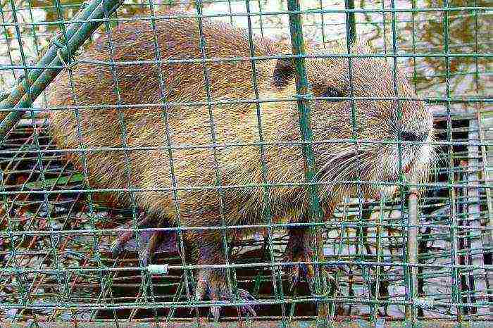 kung paano palaguin ang nutria sa bahay